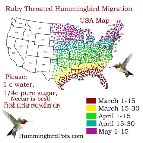 The Unique Vocalizations of Hummingbirds